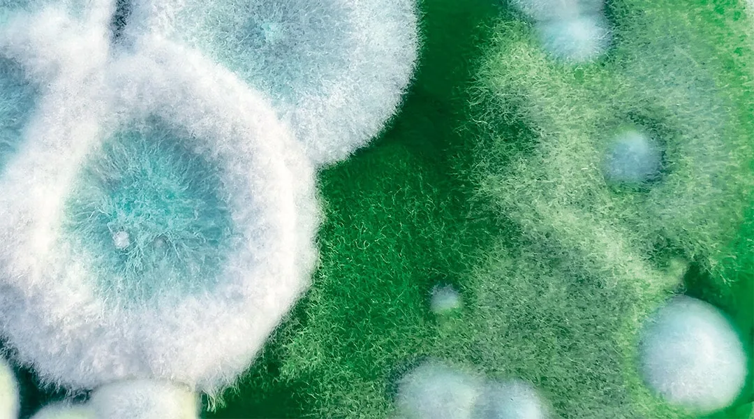 The art of microbiology: Interscience x Dasha Plesen