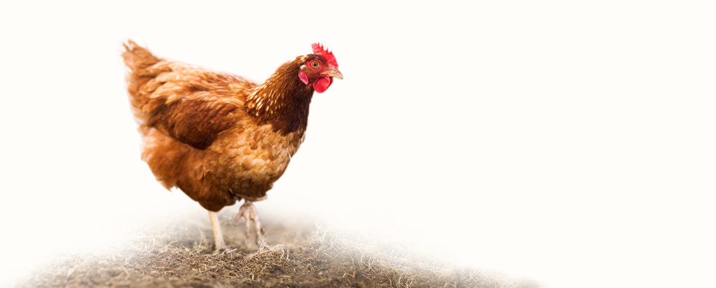 Industria veterinaria